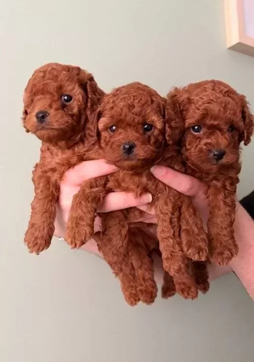 Toy Poodle Yavrularımız