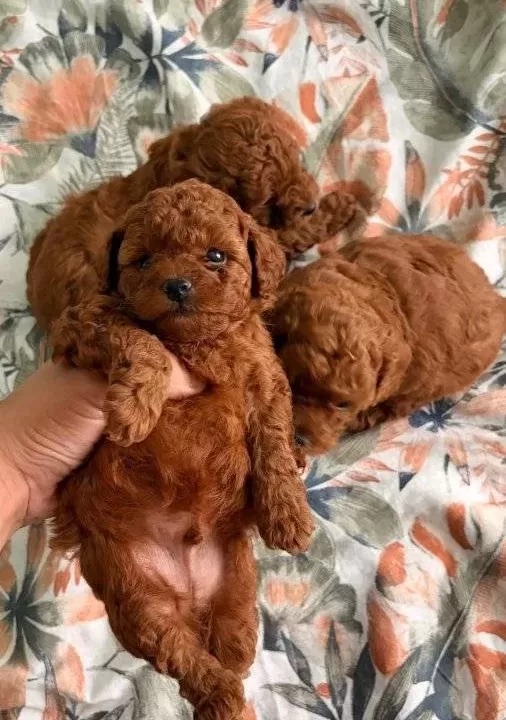 Toy Poodle Yavrularımız