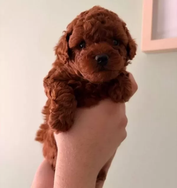 Toy Poodle Yavrularımız