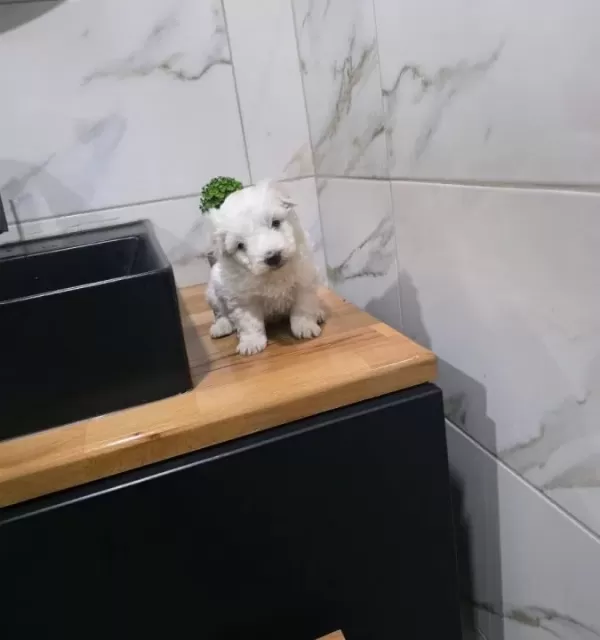 Minyatür Minigim Tuvalet Eğitimli