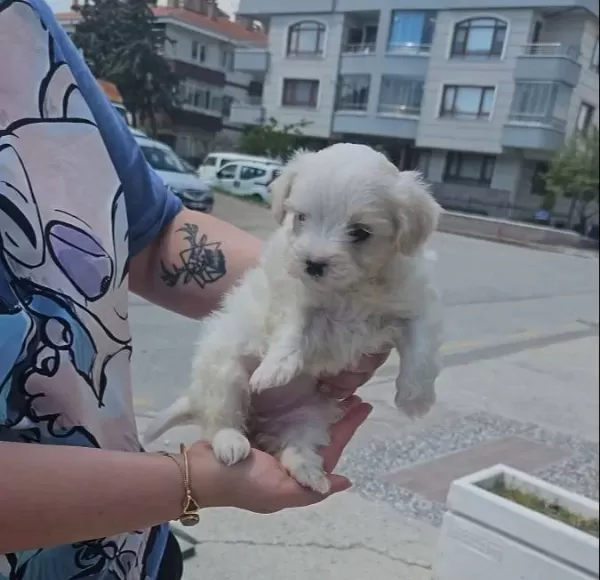 Terrier Maltese Yavrular