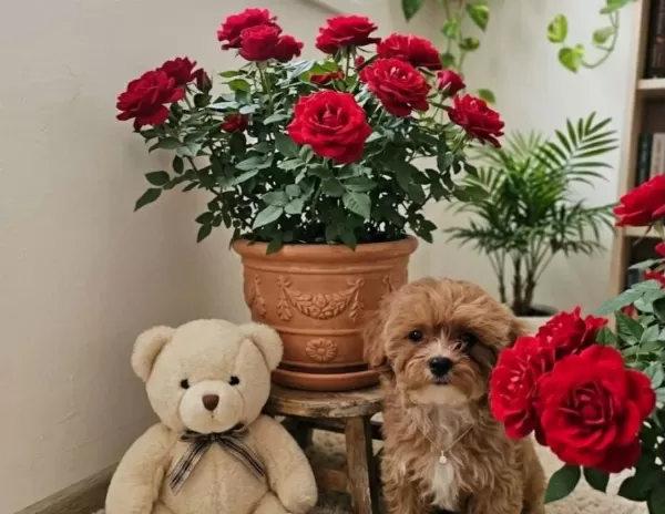 Harika Maltipoo Prensesimiz