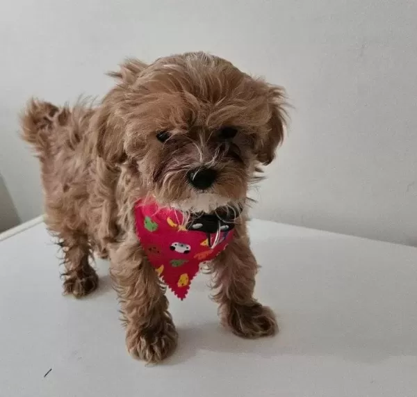 Harika Maltipoo Prensesimiz