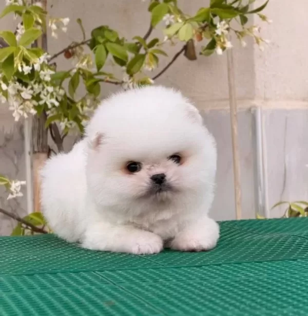 Teddy Bear Boo Yavrumuz