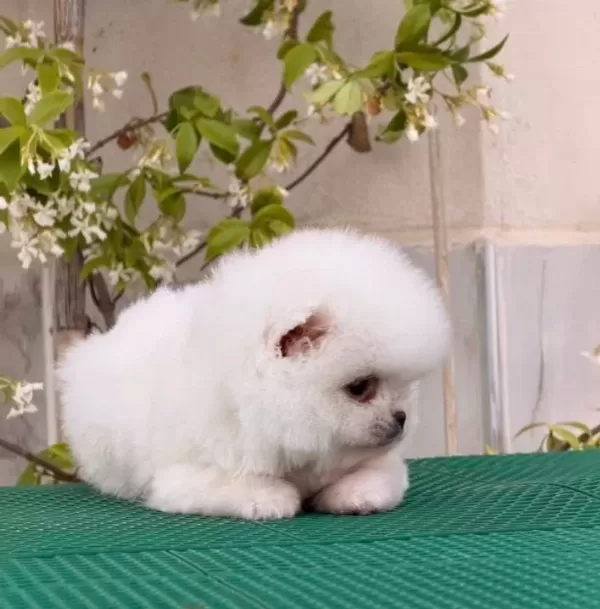 Teddy Bear Boo Yavrumuz