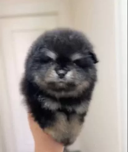 Ayı Surat Pomeranian Boo Son Erkek Yavrumuz