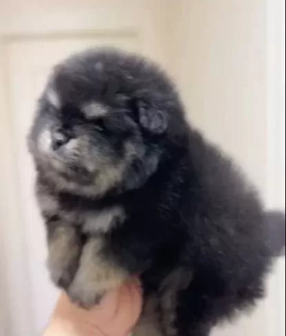Ayı Surat Pomeranian Boo Son Erkek Yavrumuz