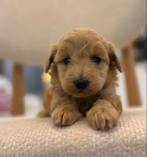 Minik Maltipoo Bebeklerim