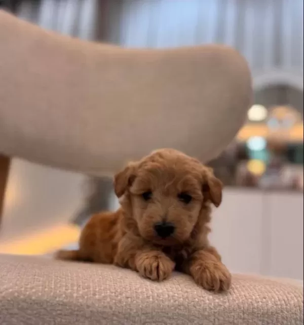 Minik Maltipoo Bebeklerim