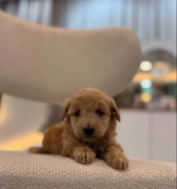 Minik Maltipoo Bebeklerim