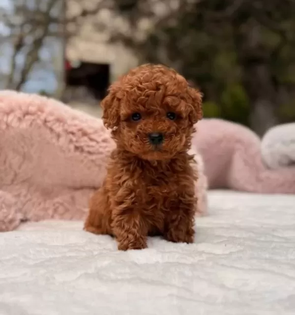 Toy Poodle Sevimli Yavrular