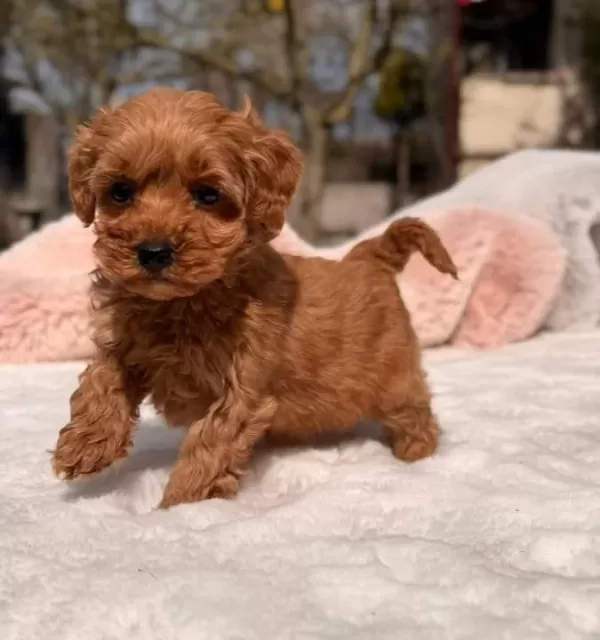 Toy Poodle Sevimli Yavrular