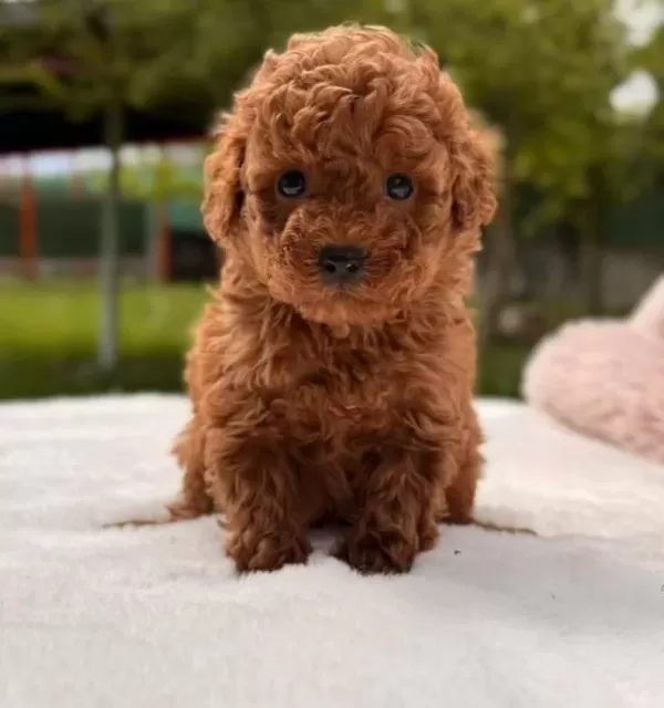 Toy Poodle Sevimli Yavrular