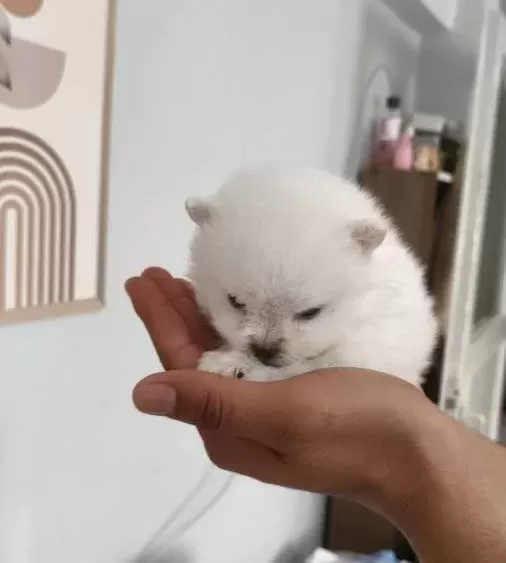 Pomerian Boo Ust Kalite Erkek Ve Disi