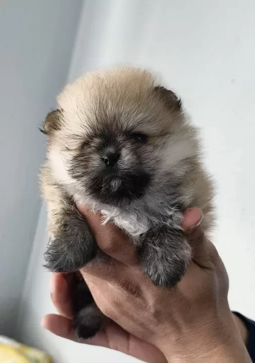 Pomerian Boo Ust Kalite Erkek Ve Disi