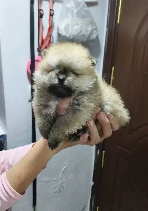 Pomerian Boo Ust Kalite Erkek Ve Disi