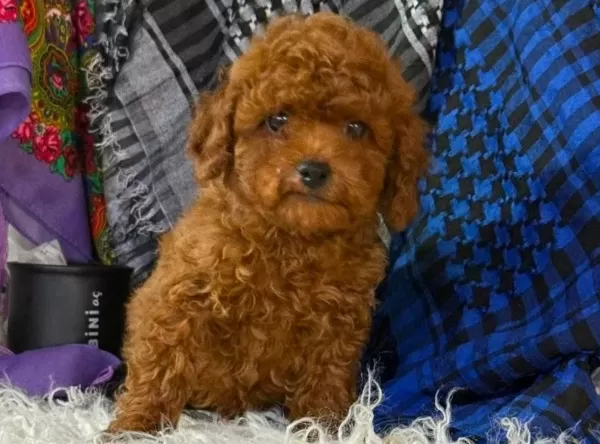 Toy Poodle Sevimli Yavruları