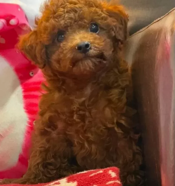 Toy Poodle Sevimli Yavruları
