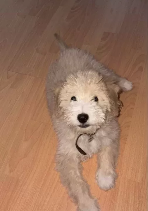 4 Aylık Maltipoo Yavrumuz