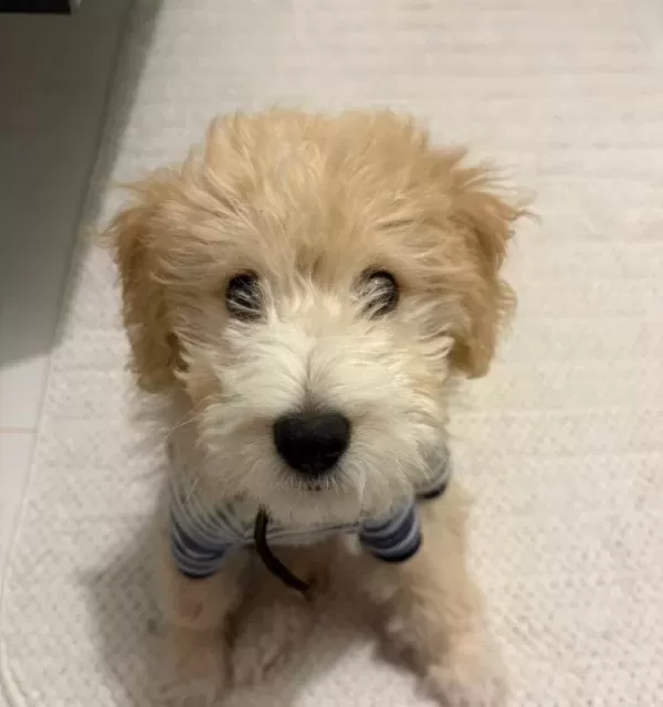 4 Aylık Maltipoo Yavrumuz