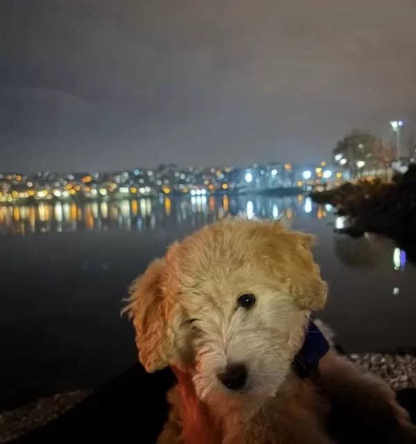 4 Aylık Maltipoo Yavrumuz