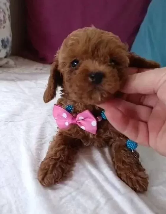 Kore Ve Kore Kan Toy Poodle Bebekler