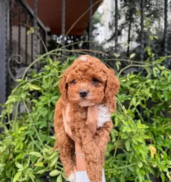 Korea Maltipoo Bebeklerimiz