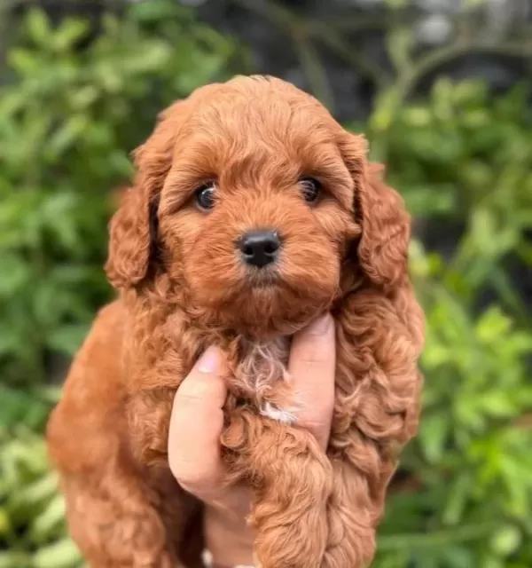 Korea Maltipoo Bebeklerimiz