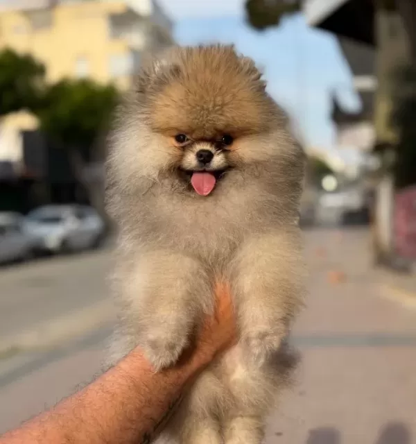 Gülen Surat Ayicik Pomerian Boo