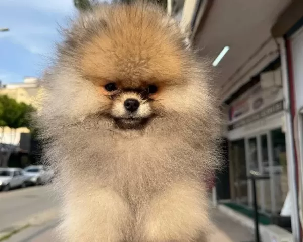 Gülen Surat Ayicik Pomerian Boo