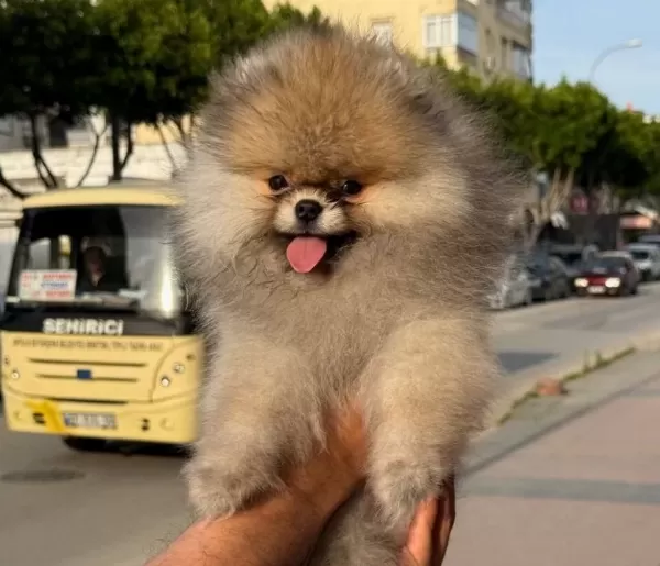 Gülen Surat Ayicik Pomerian Boo