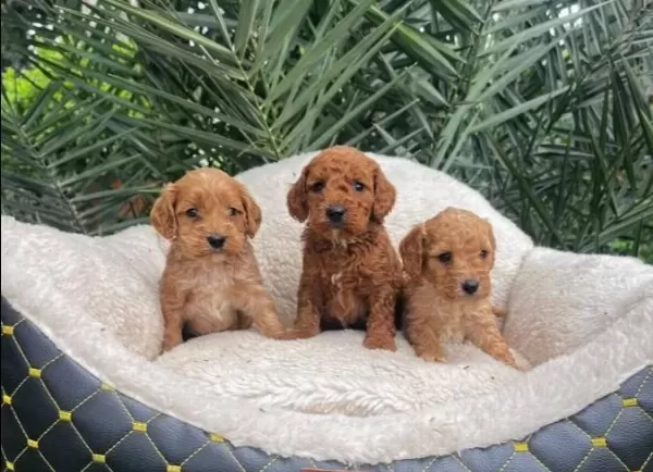 Kahve Tonlu Maltipoo Cinsi