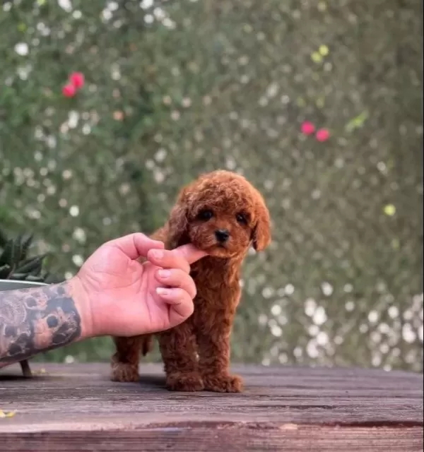 Red Brown Toy Poodle Yavrular