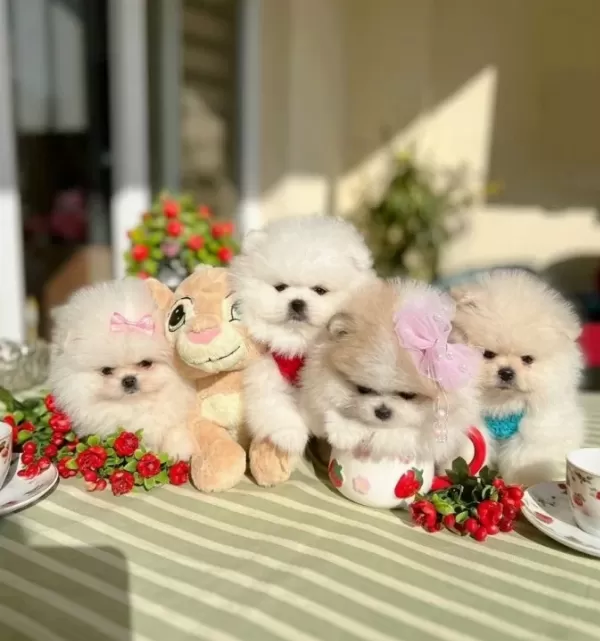 Orijinal Boo 2 Disi Ve 2 Erkek Bebekler