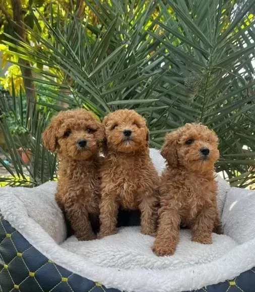 Sevimli Toy Poodle Yavrumuz