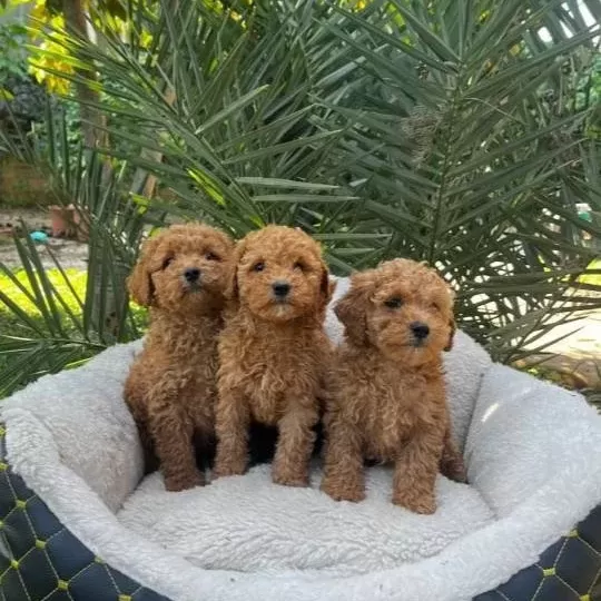 Sevimli Toy Poodle Yavrumuz