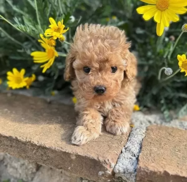 Kıvır Kıvır Safkan Maltipoo Yavruları