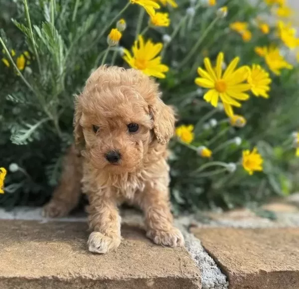 Kıvır Kıvır Safkan Maltipoo Yavruları