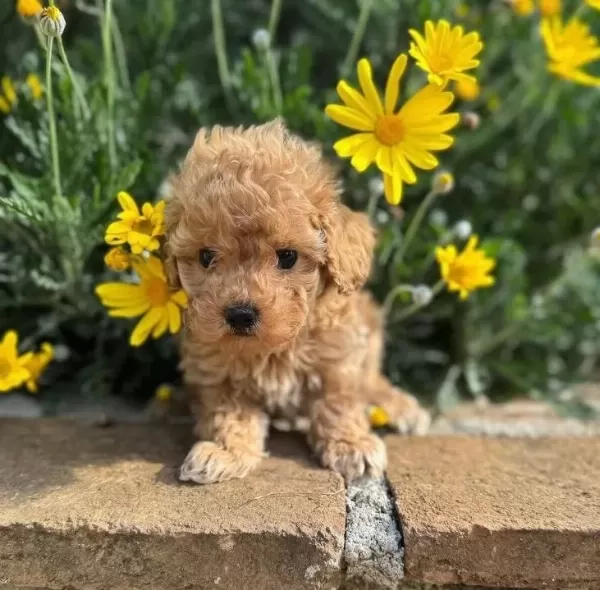 Kıvır Kıvır Safkan Maltipoo Yavruları