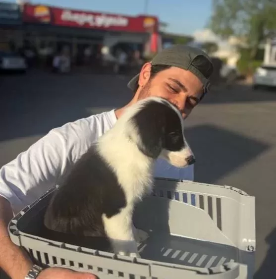 Tertemiz Bakımlı Border Collie