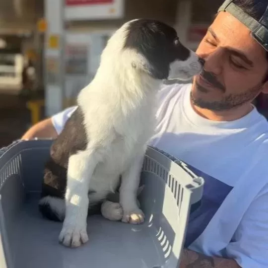 Tertemiz Bakımlı Border Collie