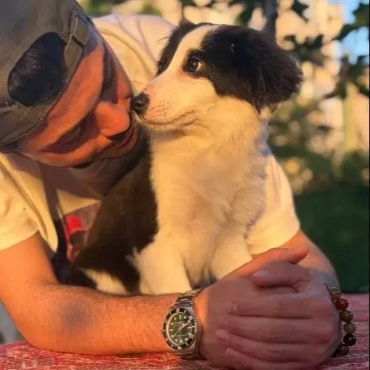 Tertemiz Bakımlı Border Collie