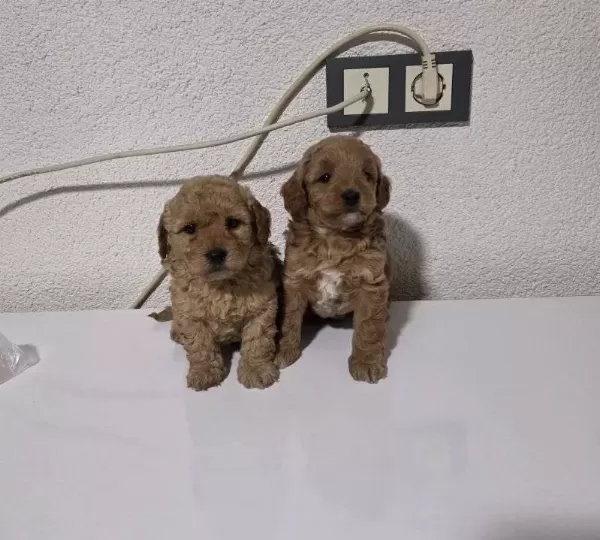 Teslime Hazır Minyatür Minnaklarım