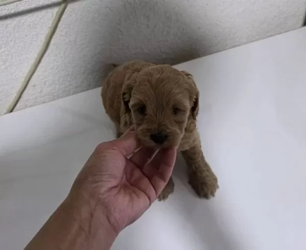 Teslime Hazır Minyatür Minnaklarım