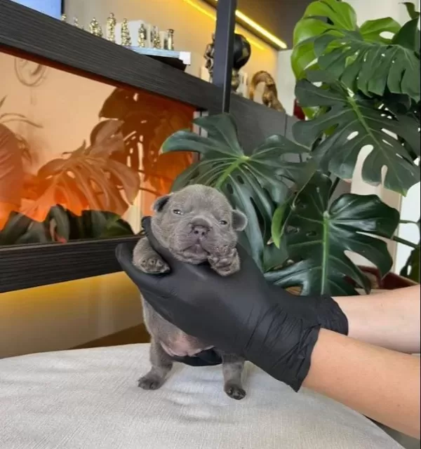 Rengarenk French Bulldog Yavrularim Rezerveye Acik