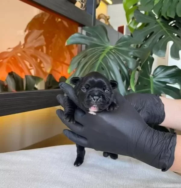 Rengarenk French Bulldog Yavrularim Rezerveye Acik