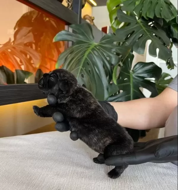 Rengarenk French Bulldog Yavrularim Rezerveye Acik