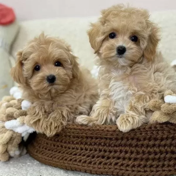Maltipoo Cinsi Yavrular Ev Uretimi