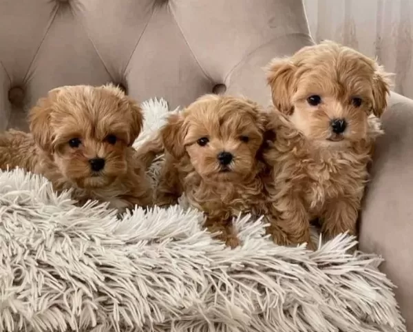 Maltipoo Cinsi Yavrular Ev Uretimi