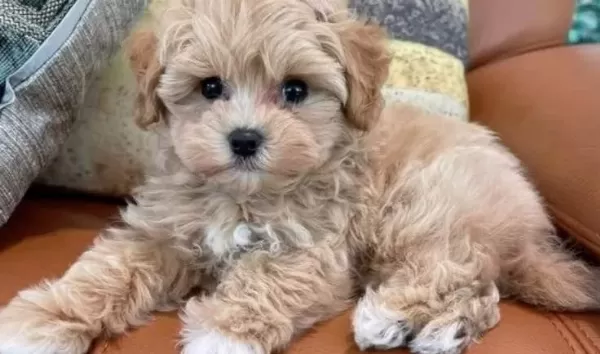Maltipoo Cinsi Yavrular Ev Uretimi